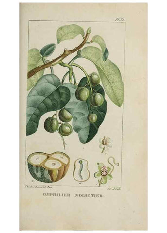 Reproducción/Reproduction 33294509168: Flore pittoresque et médicale des Antilles, ou, Histoire naturelle des plantes usuelles des colonies françaises, anglaises, espagnoles, et portugaises /. Paris :Ches l'Editeur,1833.. 