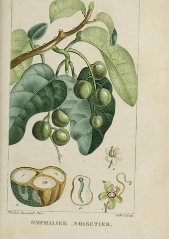 Reproducción/Reproduction 33294509168: Flore pittoresque et médicale des Antilles, ou, Histoire naturelle des plantes usuelles des colonies françaises, anglaises, espagnoles, et portugaises /. Paris :Ches l'Editeur,1833.. 