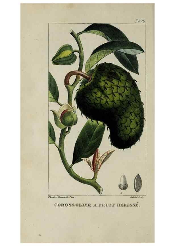 Reproducción/Reproduction 33294510578: Flore pittoresque et médicale des Antilles, ou, Histoire naturelle des plantes usuelles des colonies françaises, anglaises, espagnoles, et portugaises /. Paris :Ches l'Editeur,1833.. 