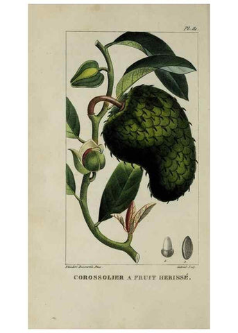 Reproducción/Reproduction 33294510578: Flore pittoresque et médicale des Antilles, ou, Histoire naturelle des plantes usuelles des colonies françaises, anglaises, espagnoles, et portugaises /. Paris :Ches l'Editeur,1833.. 