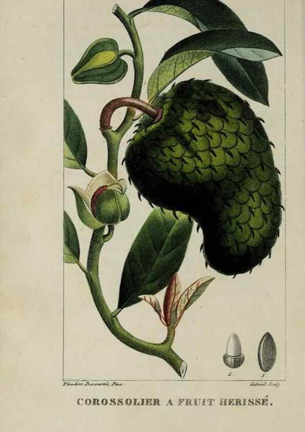 Reproducción/Reproduction 33294510578: Flore pittoresque et médicale des Antilles, ou, Histoire naturelle des plantes usuelles des colonies françaises, anglaises, espagnoles, et portugaises /. Paris :Ches l'Editeur,1833.. 