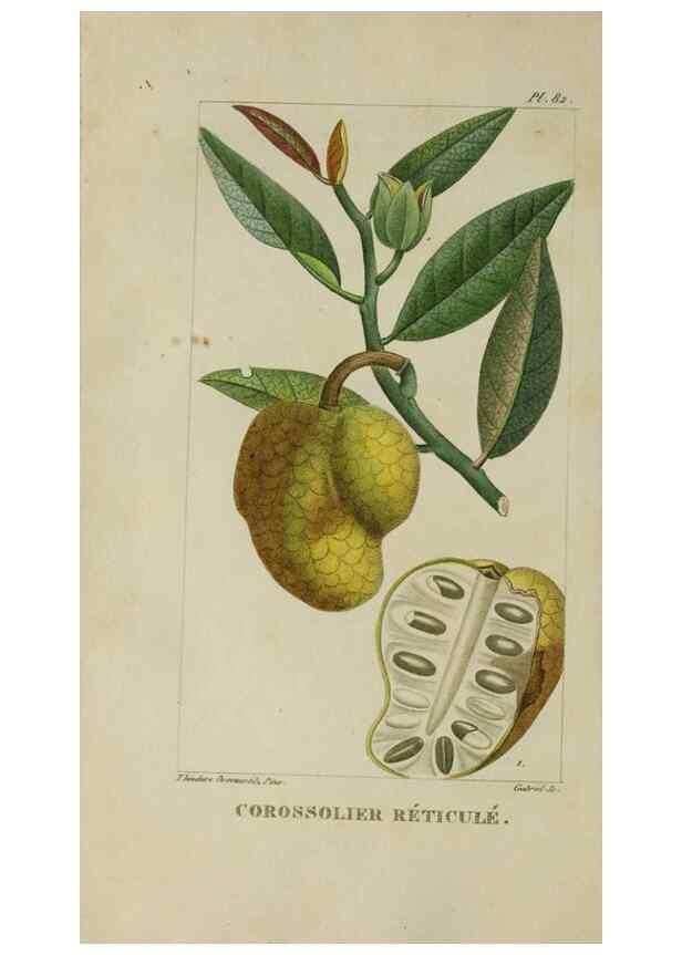 Reproducción/Reproduction 47169688921: Flore pittoresque et médicale des Antilles, ou, Histoire naturelle des plantes usuelles des colonies françaises, anglaises, espagnoles, et portugaises /. Paris :Ches l'Editeur,1833.. 