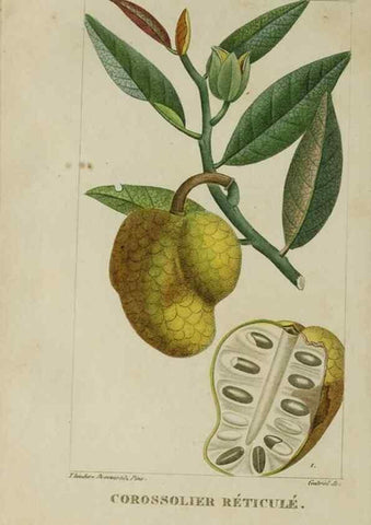 Reproducción/Reproduction 47169688921: Flore pittoresque et médicale des Antilles, ou, Histoire naturelle des plantes usuelles des colonies françaises, anglaises, espagnoles, et portugaises /. Paris :Ches l'Editeur,1833.. 