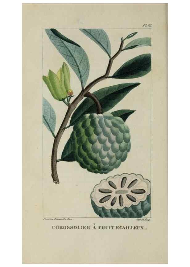 Reproducción/Reproduction 47169689981: Flore pittoresque et médicale des Antilles, ou, Histoire naturelle des plantes usuelles des colonies françaises, anglaises, espagnoles, et portugaises /. Paris :Ches l'Editeur,1833.. 