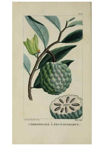 Reproducción/Reproduction 47169689981: Flore pittoresque et médicale des Antilles, ou, Histoire naturelle des plantes usuelles des colonies françaises, anglaises, espagnoles, et portugaises /. Paris :Ches l'Editeur,1833.. 