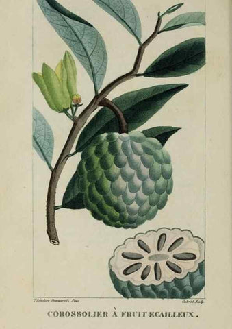 Reproducción/Reproduction 47169689981: Flore pittoresque et médicale des Antilles, ou, Histoire naturelle des plantes usuelles des colonies françaises, anglaises, espagnoles, et portugaises /. Paris :Ches l'Editeur,1833.. 