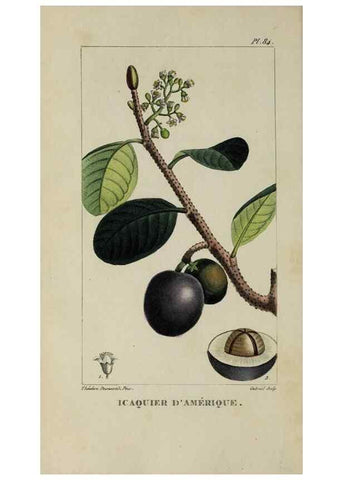 Reproducción/Reproduction 40204835833: Flore pittoresque et médicale des Antilles, ou, Histoire naturelle des plantes usuelles des colonies françaises, anglaises, espagnoles, et portugaises /. Paris :Ches l'Editeur,1833.. 