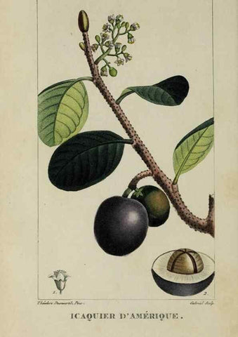 Reproducción/Reproduction 40204835833: Flore pittoresque et médicale des Antilles, ou, Histoire naturelle des plantes usuelles des colonies françaises, anglaises, espagnoles, et portugaises /. Paris :Ches l'Editeur,1833.. 