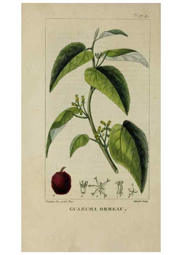 Reproducción/Reproduction 47117730652: Flore pittoresque et médicale des Antilles, ou, Histoire naturelle des plantes usuelles des colonies françaises, anglaises, espagnoles, et portugaises /. Paris :Ches l'Editeur,1833.. 