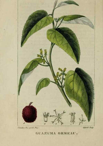 Reproducción/Reproduction 47117730652: Flore pittoresque et médicale des Antilles, ou, Histoire naturelle des plantes usuelles des colonies françaises, anglaises, espagnoles, et portugaises /. Paris :Ches l'Editeur,1833.. 