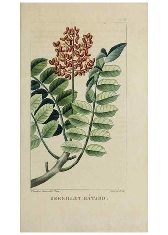Reproducción/Reproduction 46255596385: Flore pittoresque et médicale des Antilles, ou, Histoire naturelle des plantes usuelles des colonies françaises, anglaises, espagnoles, et portugaises /. Paris :Ches l'Editeur,1833.. 