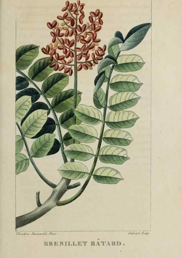Reproducción/Reproduction 46255596385: Flore pittoresque et médicale des Antilles, ou, Histoire naturelle des plantes usuelles des colonies françaises, anglaises, espagnoles, et portugaises /. Paris :Ches l'Editeur,1833.. 