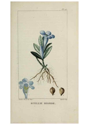 Reproducción/Reproduction 32227916137: Flore pittoresque et médicale des Antilles, ou, Histoire naturelle des plantes usuelles des colonies françaises, anglaises, espagnoles, et portugaises /. Paris :Ches l'Editeur,1833.. 
