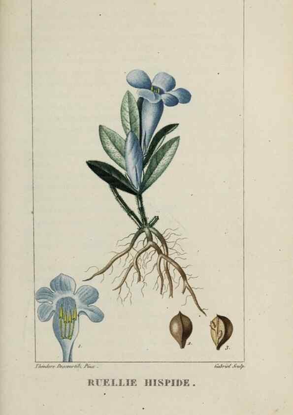 Reproducción/Reproduction 32227916137: Flore pittoresque et médicale des Antilles, ou, Histoire naturelle des plantes usuelles des colonies françaises, anglaises, espagnoles, et portugaises /. Paris :Ches l'Editeur,1833.. 