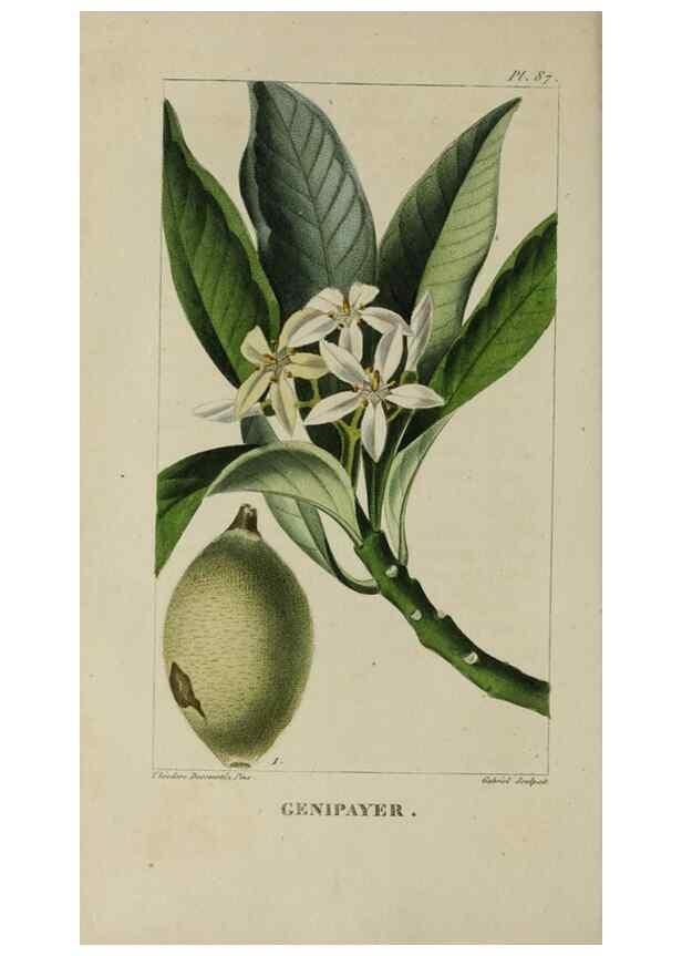Reproducción/Reproduction 46446191584: Flore pittoresque et médicale des Antilles, ou, Histoire naturelle des plantes usuelles des colonies françaises, anglaises, espagnoles, et portugaises /. Paris :Ches l'Editeur,1833.. 
