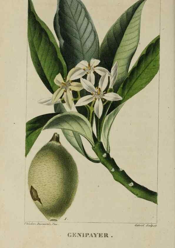 Reproducción/Reproduction 46446191584: Flore pittoresque et médicale des Antilles, ou, Histoire naturelle des plantes usuelles des colonies françaises, anglaises, espagnoles, et portugaises /. Paris :Ches l'Editeur,1833.. 