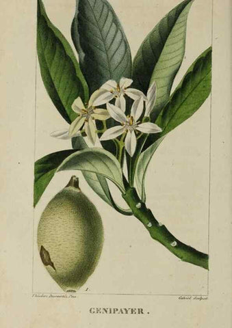 Reproducción/Reproduction 46446191584: Flore pittoresque et médicale des Antilles, ou, Histoire naturelle des plantes usuelles des colonies françaises, anglaises, espagnoles, et portugaises /. Paris :Ches l'Editeur,1833.. 