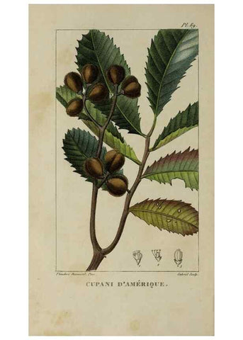 Reproducción/Reproduction 46255599485: Flore pittoresque et médicale des Antilles, ou, Histoire naturelle des plantes usuelles des colonies françaises, anglaises, espagnoles, et portugaises /. Paris :Ches l'Editeur,1833.. 