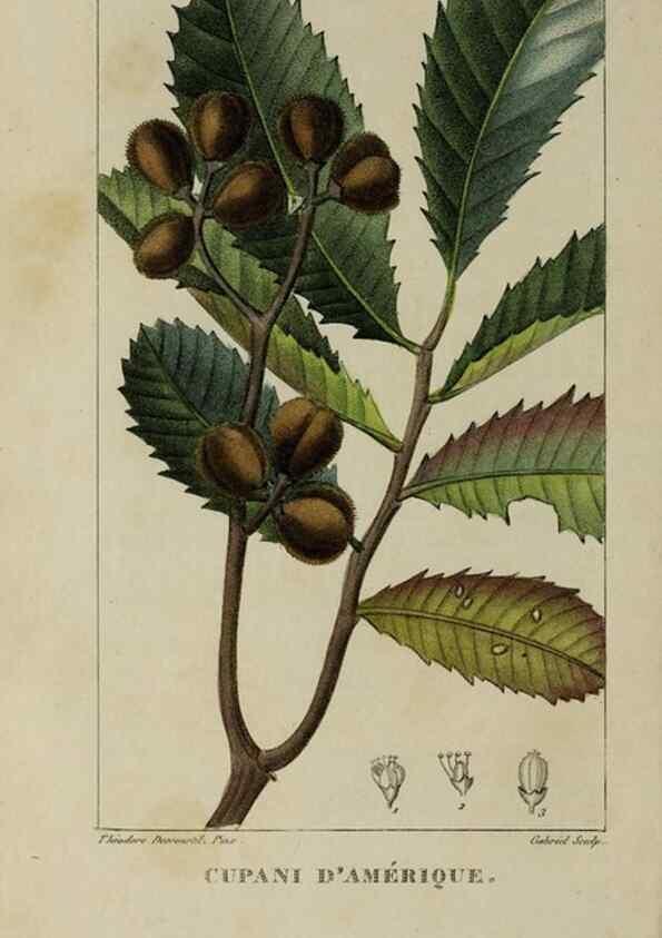 Reproducción/Reproduction 46255599485: Flore pittoresque et médicale des Antilles, ou, Histoire naturelle des plantes usuelles des colonies françaises, anglaises, espagnoles, et portugaises /. Paris :Ches l'Editeur,1833.. 