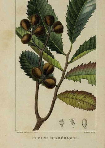 Reproducción/Reproduction 46255599485: Flore pittoresque et médicale des Antilles, ou, Histoire naturelle des plantes usuelles des colonies françaises, anglaises, espagnoles, et portugaises /. Paris :Ches l'Editeur,1833.. 
