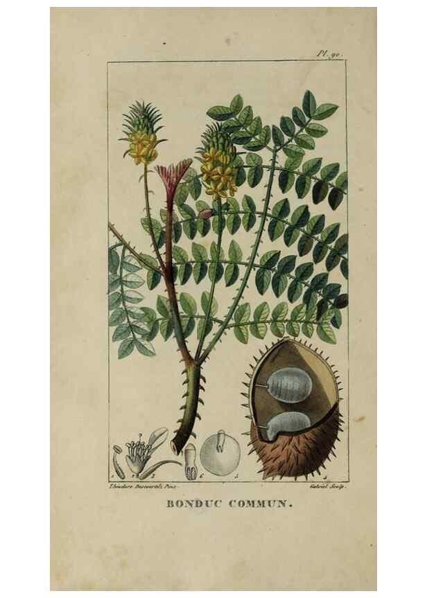 Reproducción/Reproduction 46255600865: Flore pittoresque et médicale des Antilles, ou, Histoire naturelle des plantes usuelles des colonies françaises, anglaises, espagnoles, et portugaises /. Paris :Ches l'Editeur,1833.. 