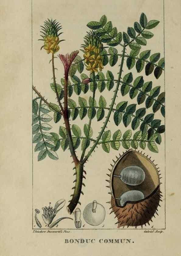 Reproducción/Reproduction 46255600865: Flore pittoresque et médicale des Antilles, ou, Histoire naturelle des plantes usuelles des colonies françaises, anglaises, espagnoles, et portugaises /. Paris :Ches l'Editeur,1833.. 