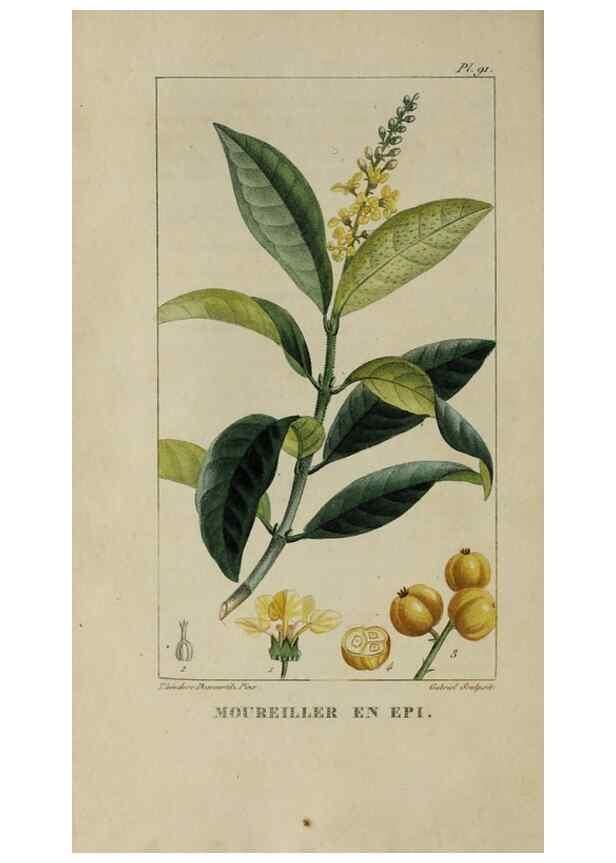Reproducción/Reproduction 47169698101: Flore pittoresque et médicale des Antilles, ou, Histoire naturelle des plantes usuelles des colonies françaises, anglaises, espagnoles, et portugaises /. Paris :Ches l'Editeur,1833.. 