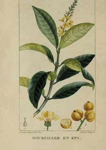 Reproducción/Reproduction 47169698101: Flore pittoresque et médicale des Antilles, ou, Histoire naturelle des plantes usuelles des colonies françaises, anglaises, espagnoles, et portugaises /. Paris :Ches l'Editeur,1833.. 