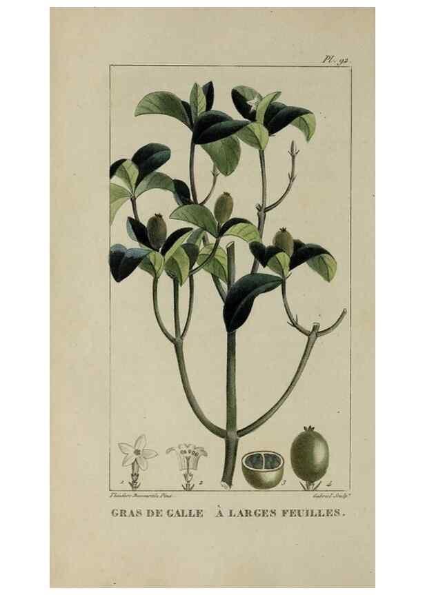 Reproducción/Reproduction 46255603215: Flore pittoresque et médicale des Antilles, ou, Histoire naturelle des plantes usuelles des colonies françaises, anglaises, espagnoles, et portugaises /. Paris :Ches l'Editeur,1833.. 