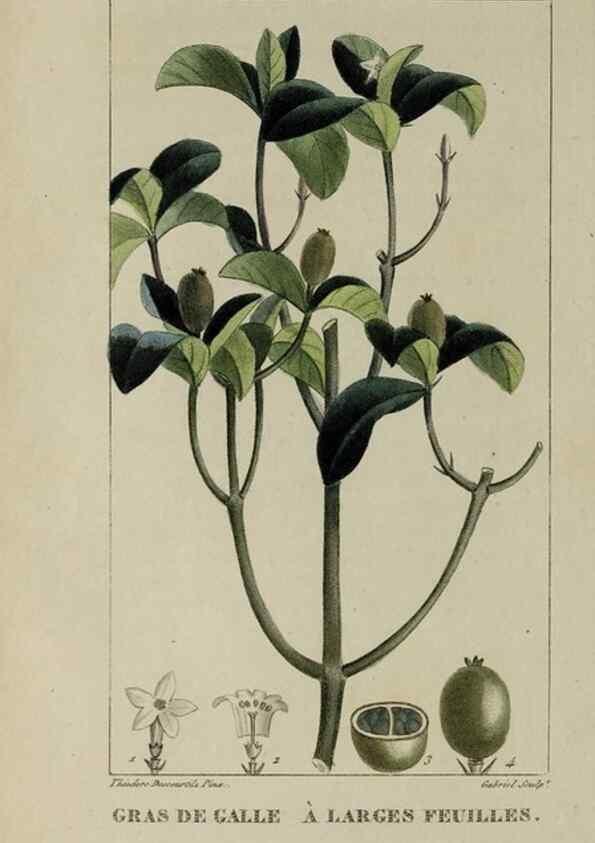 Reproducción/Reproduction 46255603215: Flore pittoresque et médicale des Antilles, ou, Histoire naturelle des plantes usuelles des colonies françaises, anglaises, espagnoles, et portugaises /. Paris :Ches l'Editeur,1833.. 