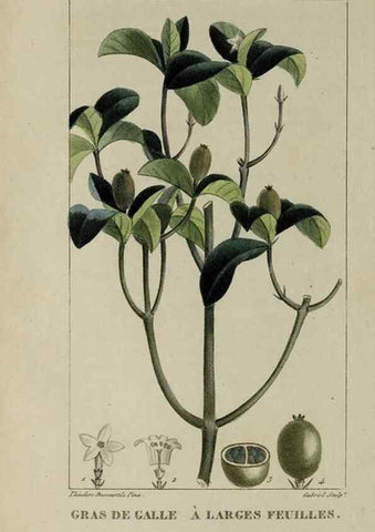 Reproducción/Reproduction 46255603215: Flore pittoresque et médicale des Antilles, ou, Histoire naturelle des plantes usuelles des colonies françaises, anglaises, espagnoles, et portugaises /. Paris :Ches l'Editeur,1833.. 