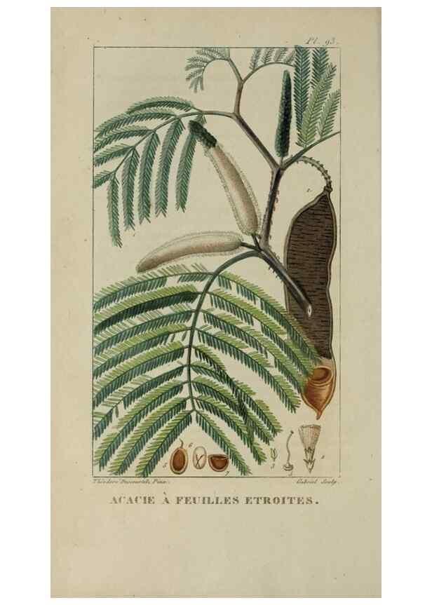 Reproducción/Reproduction 46446197514: Flore pittoresque et médicale des Antilles, ou, Histoire naturelle des plantes usuelles des colonies françaises, anglaises, espagnoles, et portugaises /. Paris :Ches l'Editeur,1833.. 