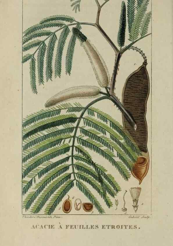 Reproducción/Reproduction 46446197514: Flore pittoresque et médicale des Antilles, ou, Histoire naturelle des plantes usuelles des colonies françaises, anglaises, espagnoles, et portugaises /. Paris :Ches l'Editeur,1833.. 