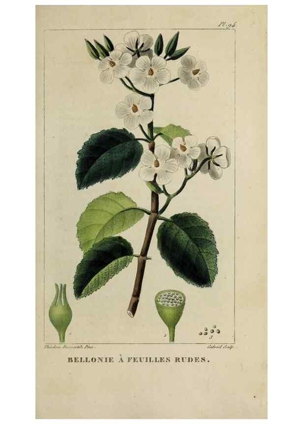 Reproducción/Reproduction 46446198504: Flore pittoresque et médicale des Antilles, ou, Histoire naturelle des plantes usuelles des colonies françaises, anglaises, espagnoles, et portugaises /. Paris :Ches l'Editeur,1833.. 
