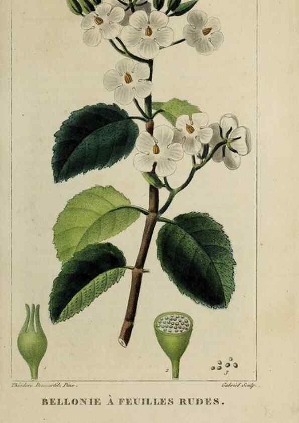 Reproducción/Reproduction 46446198504: Flore pittoresque et médicale des Antilles, ou, Histoire naturelle des plantes usuelles des colonies françaises, anglaises, espagnoles, et portugaises /. Paris :Ches l'Editeur,1833.. 