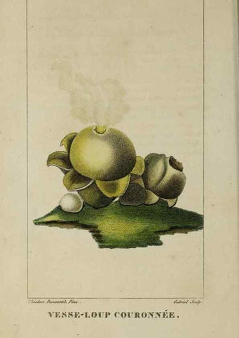 Reproducción/Reproduction 46446199524: Flore pittoresque et médicale des Antilles, ou, Histoire naturelle des plantes usuelles des colonies françaises, anglaises, espagnoles, et portugaises /. Paris :Ches l'Editeur,1833.. 