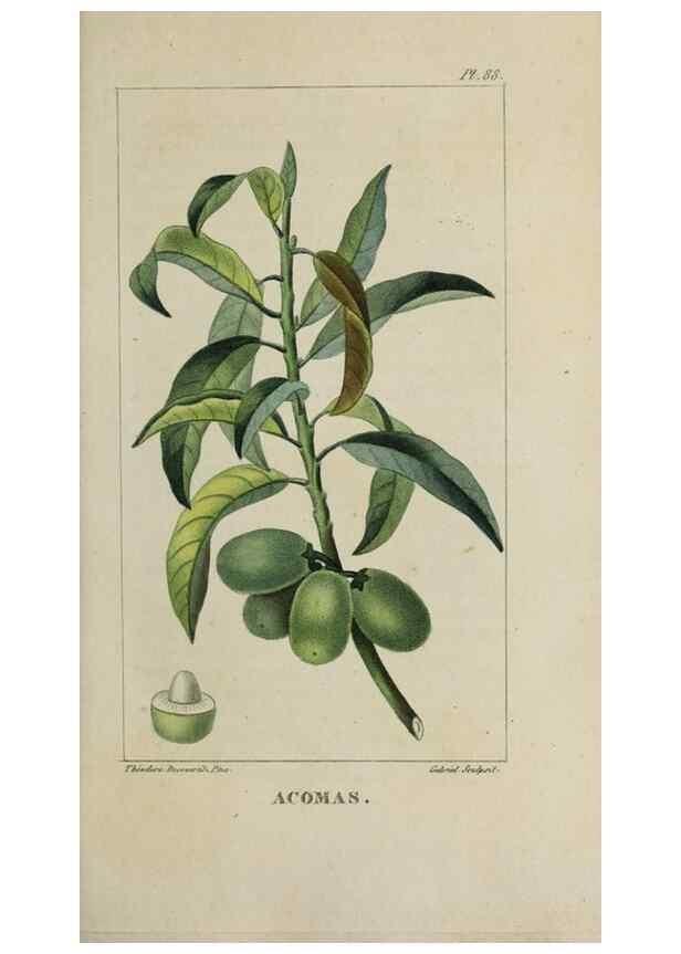 Reproducción/Reproduction 47169694991: Flore pittoresque et médicale des Antilles, ou, Histoire naturelle des plantes usuelles des colonies françaises, anglaises, espagnoles, et portugaises /. Paris :Ches l'Editeur,1833.. 