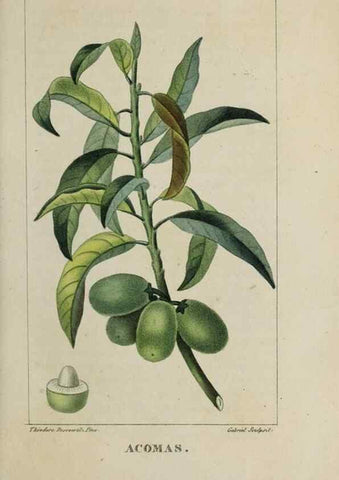 Reproducción/Reproduction 47169694991: Flore pittoresque et médicale des Antilles, ou, Histoire naturelle des plantes usuelles des colonies françaises, anglaises, espagnoles, et portugaises /. Paris :Ches l'Editeur,1833.. 