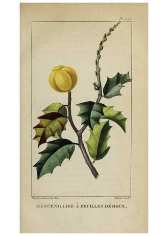 Reproducción/Reproduction 33294607448: Flore pittoresque et médicale des Antilles, ou, Histoire naturelle des plantes usuelles des colonies françaises, anglaises, espagnoles, et portugaises /. Paris :Ches l'Editeur,1833.. 