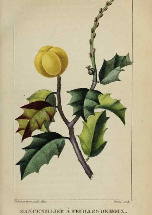 Reproducción/Reproduction 33294607448: Flore pittoresque et médicale des Antilles, ou, Histoire naturelle des plantes usuelles des colonies françaises, anglaises, espagnoles, et portugaises /. Paris :Ches l'Editeur,1833.. 