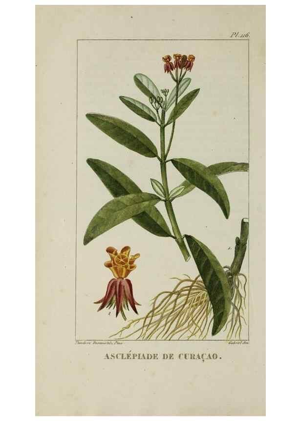 Reproducción/Reproduction 47169721461: Flore pittoresque et médicale des Antilles, ou, Histoire naturelle des plantes usuelles des colonies françaises, anglaises, espagnoles, et portugaises /. Paris :Ches l'Editeur,1833.. 