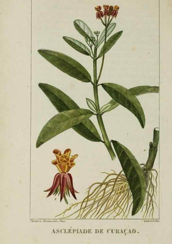 Reproducción/Reproduction 47169721461: Flore pittoresque et médicale des Antilles, ou, Histoire naturelle des plantes usuelles des colonies françaises, anglaises, espagnoles, et portugaises /. Paris :Ches l'Editeur,1833.. 