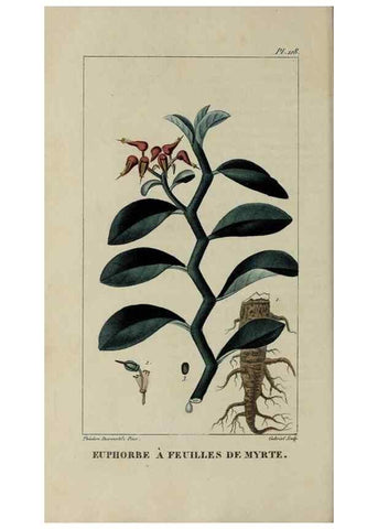 Reproducción/Reproduction 47169723091: Flore pittoresque et médicale des Antilles, ou, Histoire naturelle des plantes usuelles des colonies françaises, anglaises, espagnoles, et portugaises /. Paris :Ches l'Editeur,1833.. 