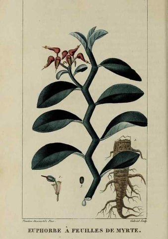 Reproducción/Reproduction 47169723091: Flore pittoresque et médicale des Antilles, ou, Histoire naturelle des plantes usuelles des colonies françaises, anglaises, espagnoles, et portugaises /. Paris :Ches l'Editeur,1833.. 