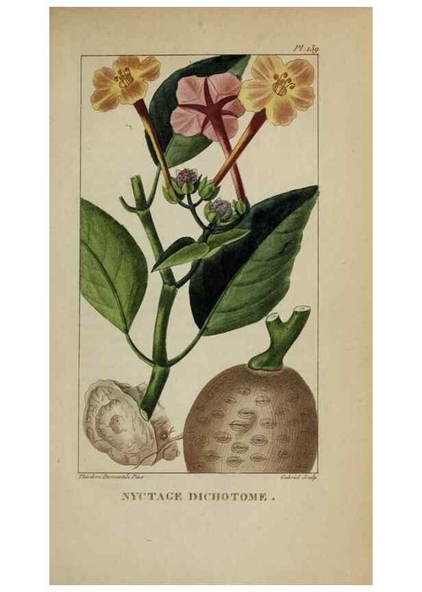 Reproducción/Reproduction 32227932417: Flore pittoresque et médicale des Antilles, ou, Histoire naturelle des plantes usuelles des colonies françaises, anglaises, espagnoles, et portugaises /. Paris :Ches l'Editeur,1833.. 