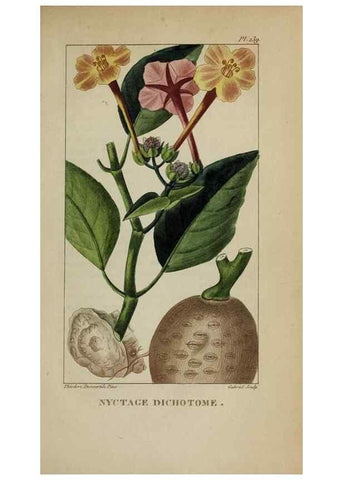 Reproducción/Reproduction 32227932417: Flore pittoresque et médicale des Antilles, ou, Histoire naturelle des plantes usuelles des colonies françaises, anglaises, espagnoles, et portugaises /. Paris :Ches l'Editeur,1833.. 