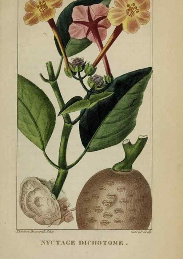 Reproducción/Reproduction 32227932417: Flore pittoresque et médicale des Antilles, ou, Histoire naturelle des plantes usuelles des colonies françaises, anglaises, espagnoles, et portugaises /. Paris :Ches l'Editeur,1833.. 