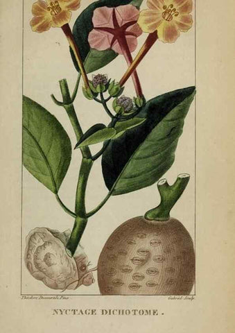 Reproducción/Reproduction 32227932417: Flore pittoresque et médicale des Antilles, ou, Histoire naturelle des plantes usuelles des colonies françaises, anglaises, espagnoles, et portugaises /. Paris :Ches l'Editeur,1833.. 
