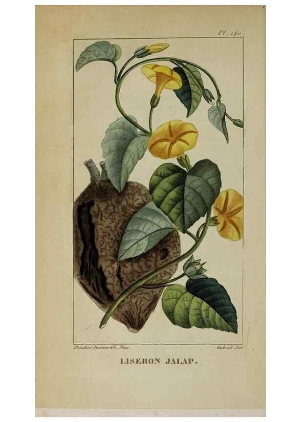 Reproducción/Reproduction 46255643525: Flore pittoresque et médicale des Antilles, ou, Histoire naturelle des plantes usuelles des colonies françaises, anglaises, espagnoles, et portugaises /. Paris :Ches l'Editeur,1833.. 