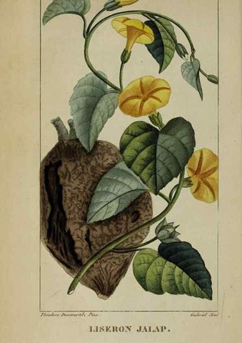 Reproducción/Reproduction 46255643525: Flore pittoresque et médicale des Antilles, ou, Histoire naturelle des plantes usuelles des colonies françaises, anglaises, espagnoles, et portugaises /. Paris :Ches l'Editeur,1833.. 